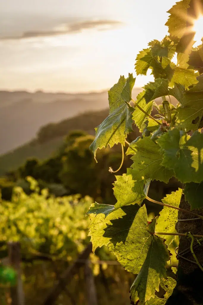 Accueil 35 Vigne près du camping 3 étoiles à Albon dans la Drôme